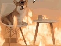 corgi-this-is-fine.gif